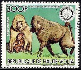 Stamp, Yellow Baboon (Papio cynocephalus), Upper Volta,  , Monkeys, Animals (Fauna)
