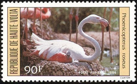 Greater Flamingo (Phoenicopterus roseus)