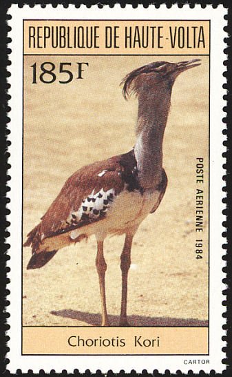 Kori Bustard (Ardeotis kori)