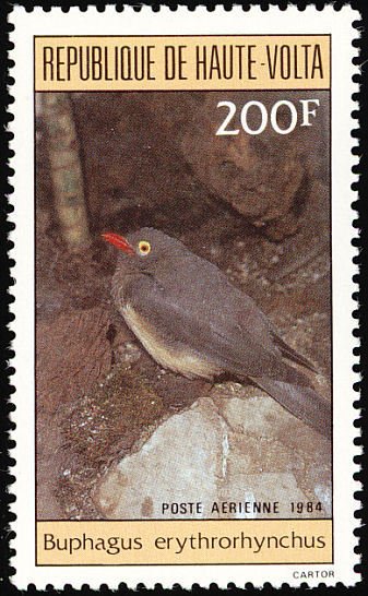 Red-billed Oxpecker (Buphagus erythrorhynchus)
