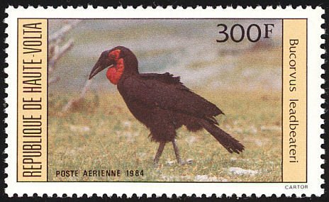 Southern Ground Hornbill (Bucorvus leadbeateri)