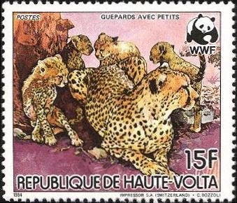 Cheetah (Acinonyx jubatus)
