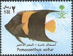 Arabian Angelfish (Pomacanthus asfur)