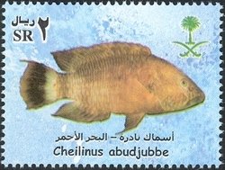Abudjube Wrasse (Cheilinus abudjubbe)