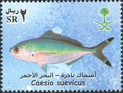Suez Fusilier (Caesio suevicus)