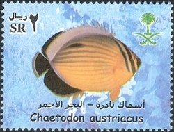 Stamp, Black-tailed Butterflyfish (Chaetodon austriacus), Saudi Arabia,  , Fishes