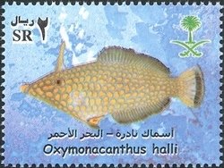 Red Sea Longnose Filefish (Oxymonacanthus halli)