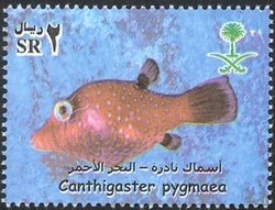 Pygmy Toby (Canthigaster pygmaea)