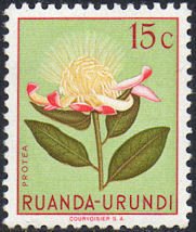 Protea