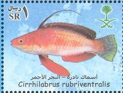 Social Wrasse (Cirrhilabrus rubriventralis)
