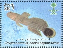 Harlequin Prawn-goby (Cryptocentrus caeruleopunctatus)