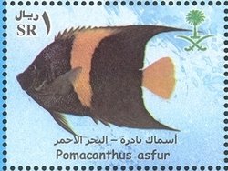 Arabian Angelfish (Pomacanthus asfur)