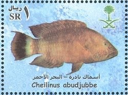 Abudjube Wrasse (Cheilinus abudjubbe)