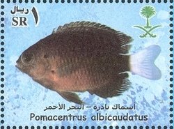 Whitefin Damsel (Pomacentrus albicaudatus)