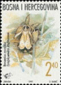 Bosnian Campanulaceae