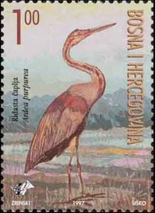 Purple Heron (Ardea purpurea)