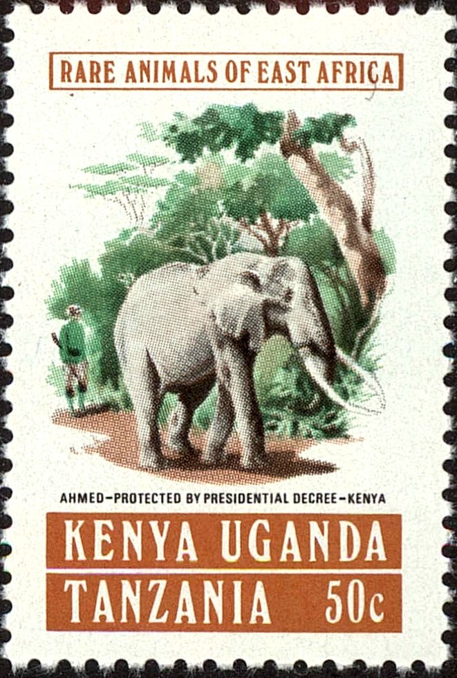 African Elephant (Loxodonta africana) - Male "Ahmed" Kenia