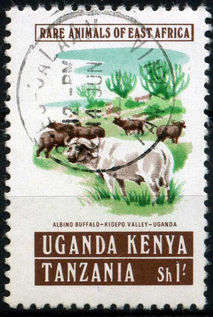 Albino African Buffalo (Syncerus caffer) – Kidepo Valley