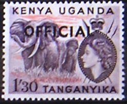 African Elephant (Loxodonta africana)
