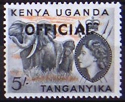 African Elephant (Loxodonta africana)