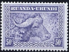 African Buffalo (Syncerus caffer)