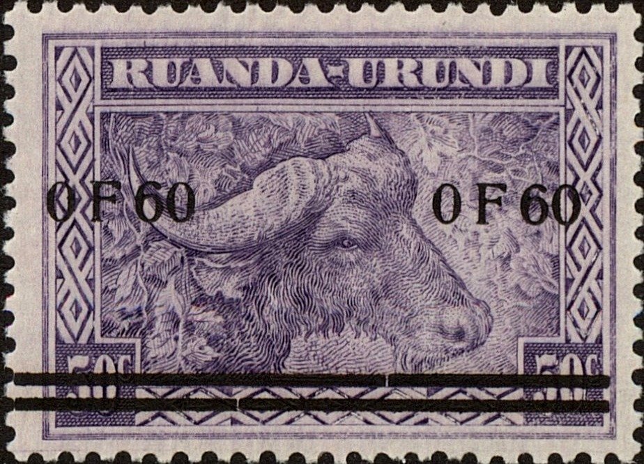 African Buffalo (Syncerus caffer)