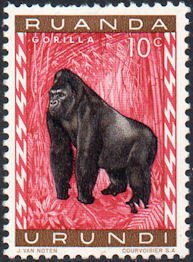 Gorilla (Gorilla gorilla)