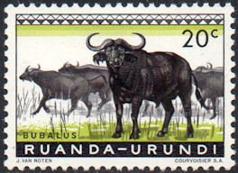 African Buffalo (Syncerus caffer)