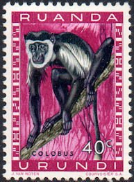 Colobus Monkey (Colobus sp.)
