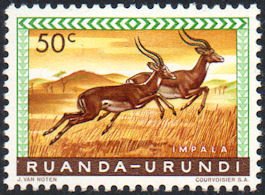 Impala (Aepyceros melampus)