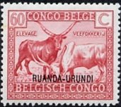 Watussi Cattle (Bos primigenius taurus)