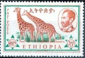 Giraffe (Giraffa camelopardalis)