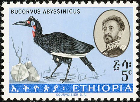 Abyssinian Ground Hornbill (Bucorvus abyssinicus)