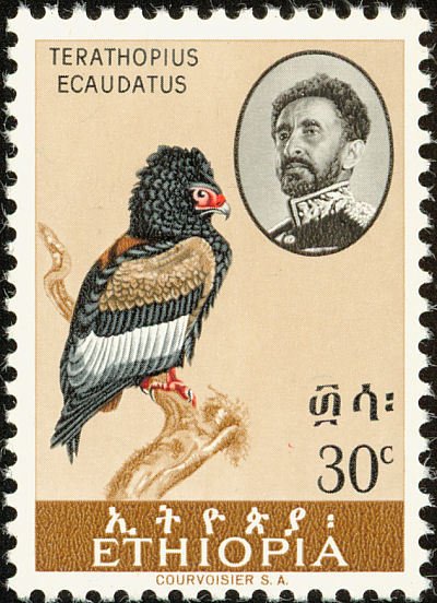 Bateleur Eagle (Terathopius ecaudatus)