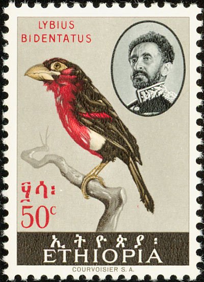 Double-toothed Barbet (Lybius bidentatus)