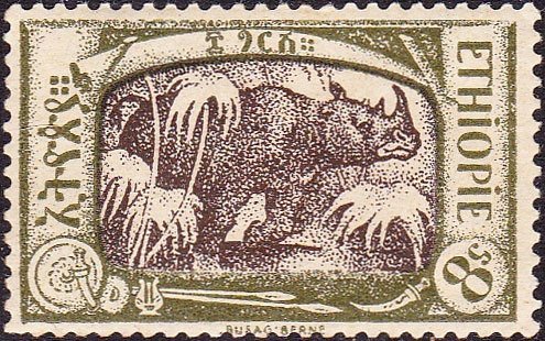 Black Rhinoceros (Diceros bicornis)