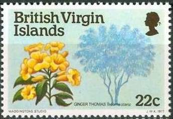 Ginger thomas (Tecoma stans)
