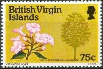 White cedar (Tabebuia heterophylla)