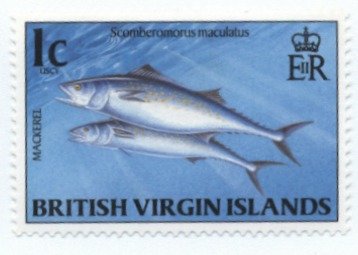 Atlantic Spanish Mackerel (Scomberomorus maculatus) 