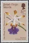 Psychilis bifida (syn.Epidendrum brittonianum)