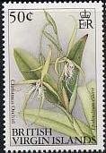 Christmas orchid - Epidendrum ciliare