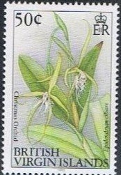 Christmas orchid - Epidendrum ciliare