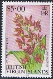 Tall Ground orchid - Eulophia alta