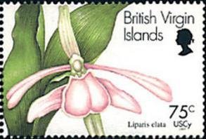 Liparis nervosa subsp. nervosa (syn.Liparis elata)