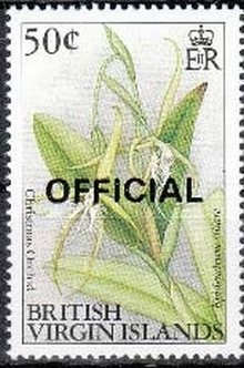 Christmas orchid - Epidendrum ciliare