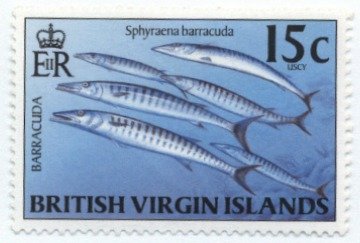 Great Barracuda (Sphyraena barracuda)