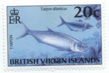 Tarpon (Megalops atlanticus)
