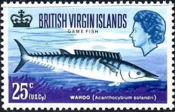 Wahoo (Acanthocybium solandri)