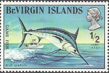 Blue Marlin (Makaira nigricans)