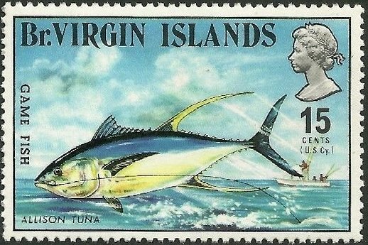 Yellowfin Tuna  (Thunnus albacares)
